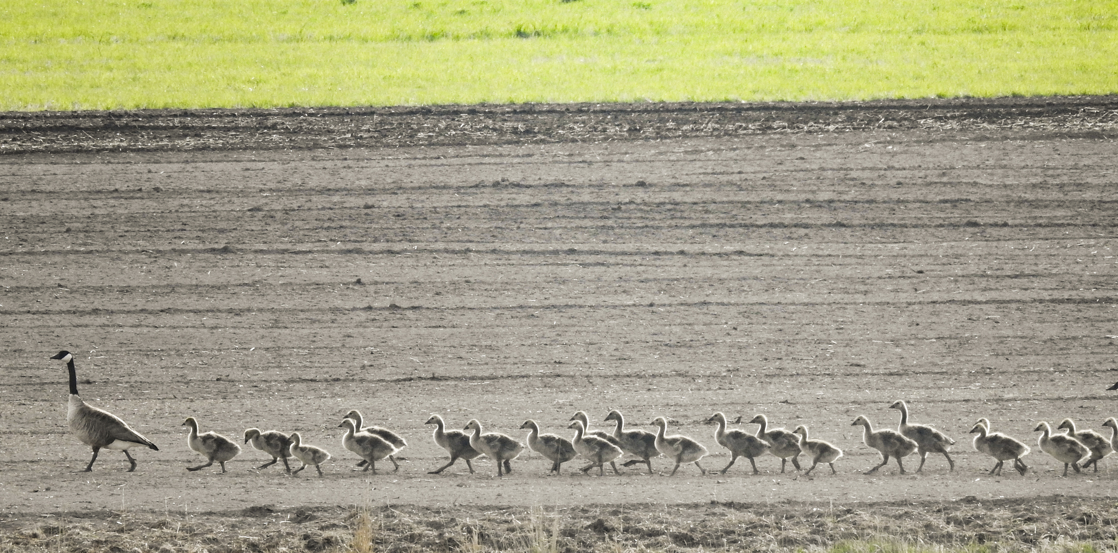 Spring Peaks At Silver Creek