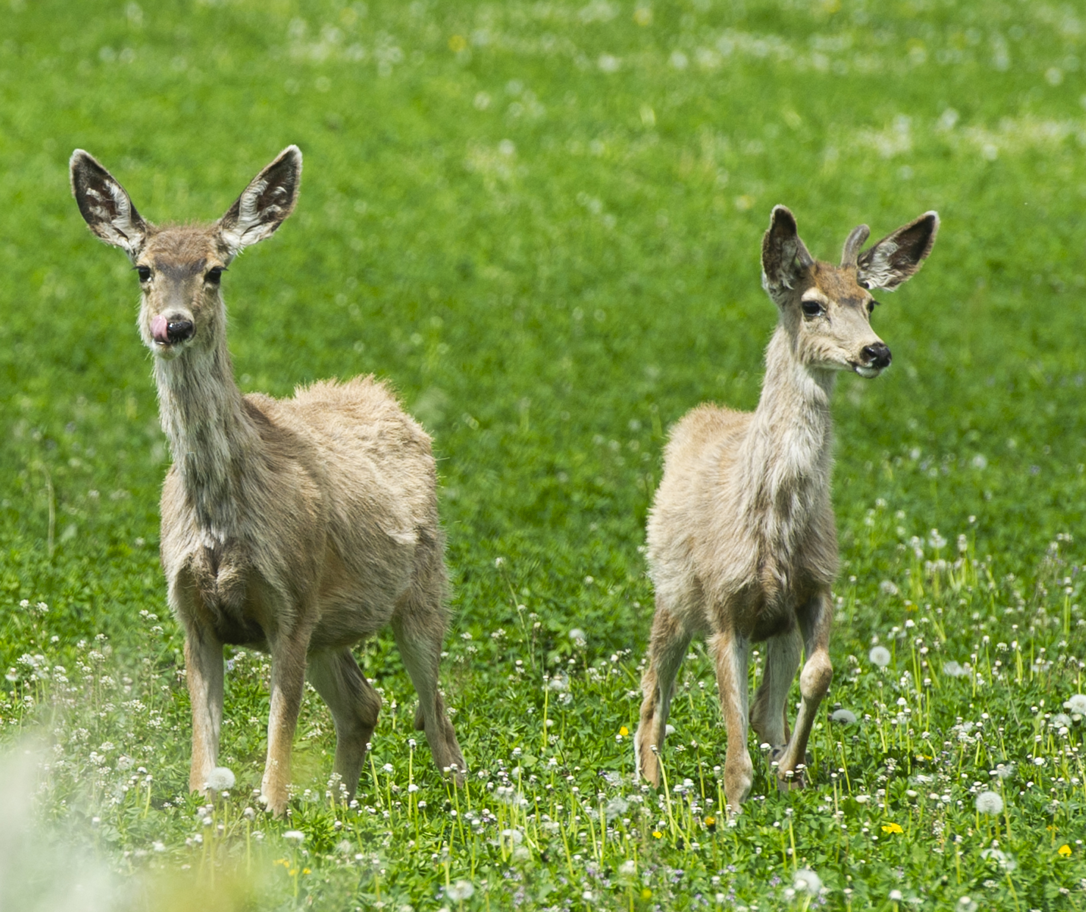 Spring Peaks At Silver Creek